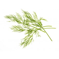 Dill - Seed pods
